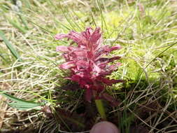 Image of Pedicularis olympica Boiss.