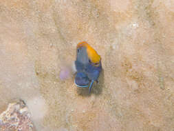 Image of White-tail damsel