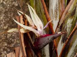 Image of Mountain strelitzia