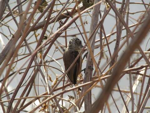 Image of Ochraceous Piculet