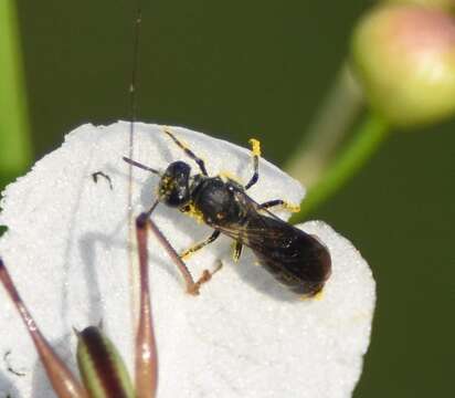 Image of Hylaeus schwarzii (Cockerell 1896)