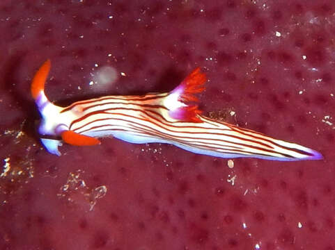 Image of Nembrotha aurea Pola, Cervera & Gosliner 2008