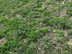 Image of Oxytropis ruthenica Vassilcz.