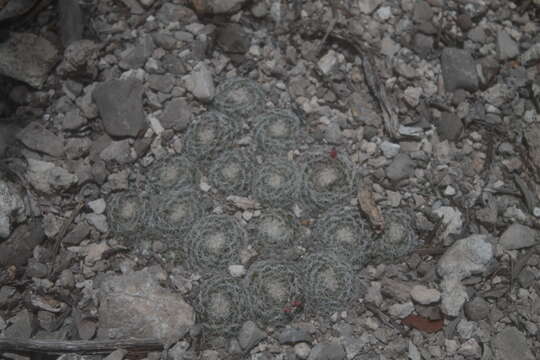 Image of Mammillaria formosa subsp. microthele (Muehlenpf.) D. R. Hunt