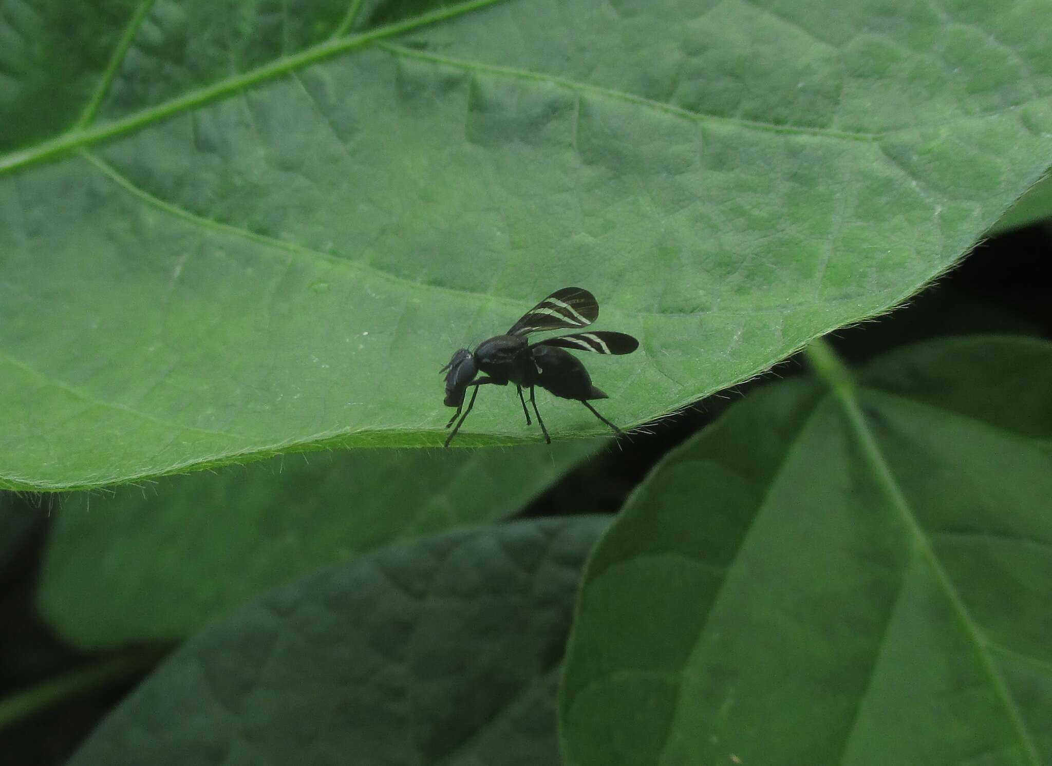 Image of Black Onion Fly