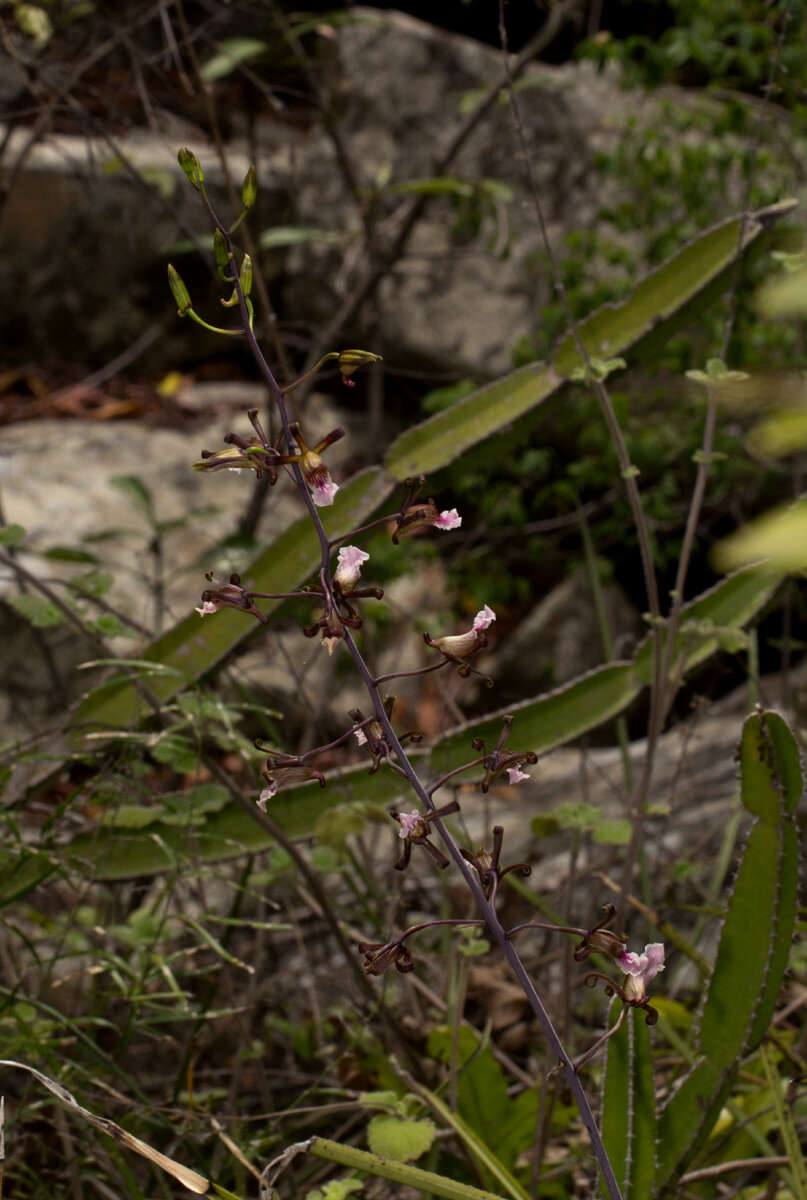 Image of Eulophia petersii (Rchb. fil.) Rchb. fil.