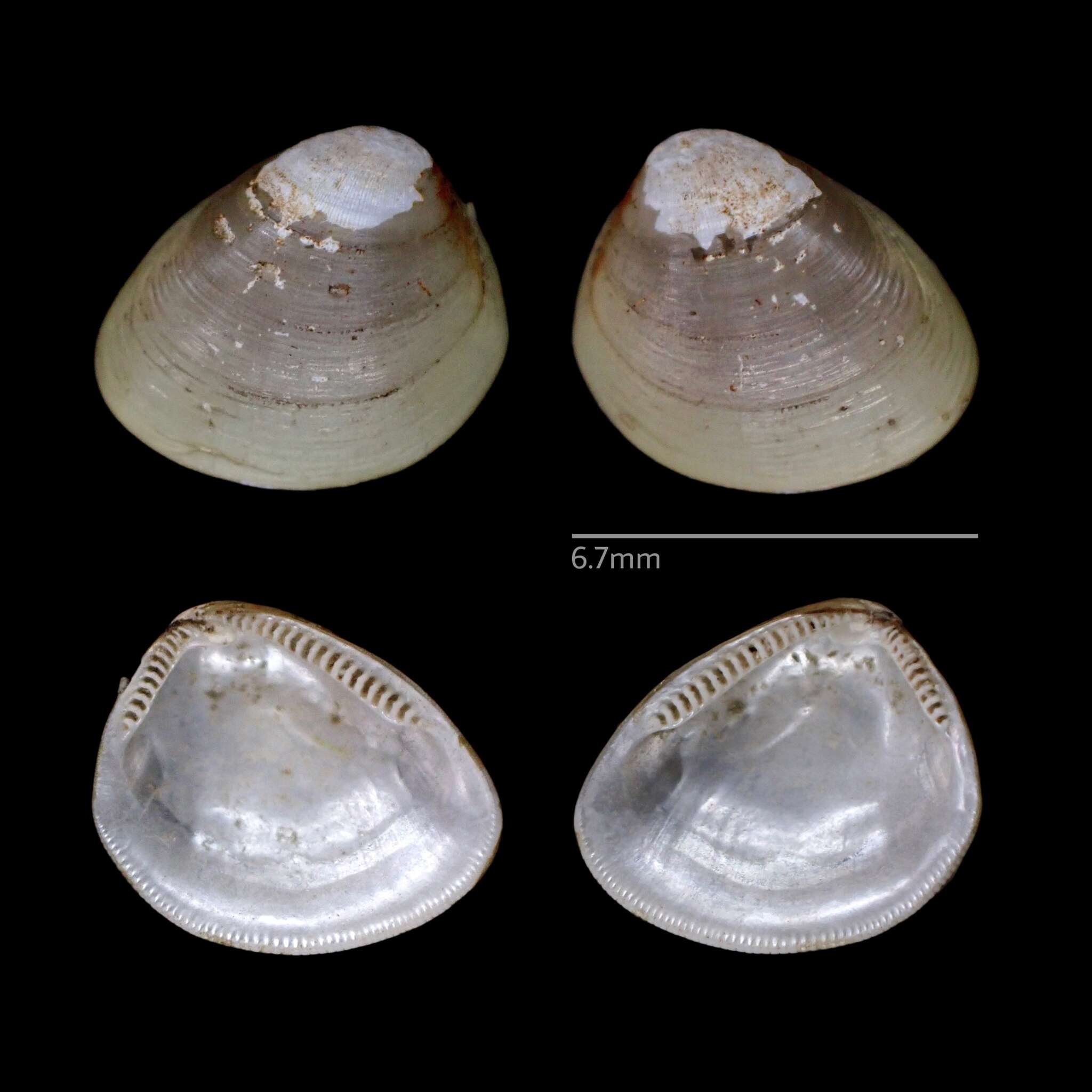 Nucula proxima Say 1822的圖片