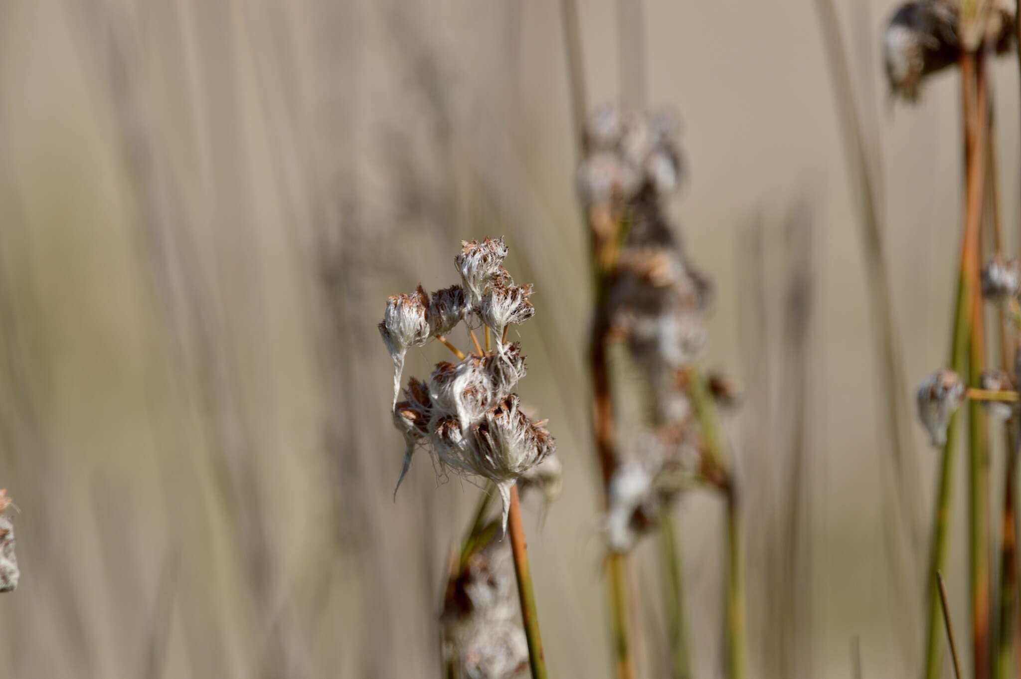 Image of Androtrichum trigynum (Spreng.) H. Pfeiff.