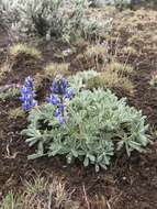 Слика од Lupinus saxosus Howell