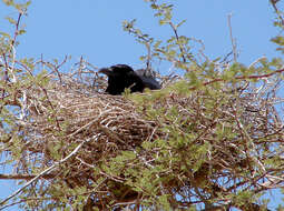 Image of Black Crow