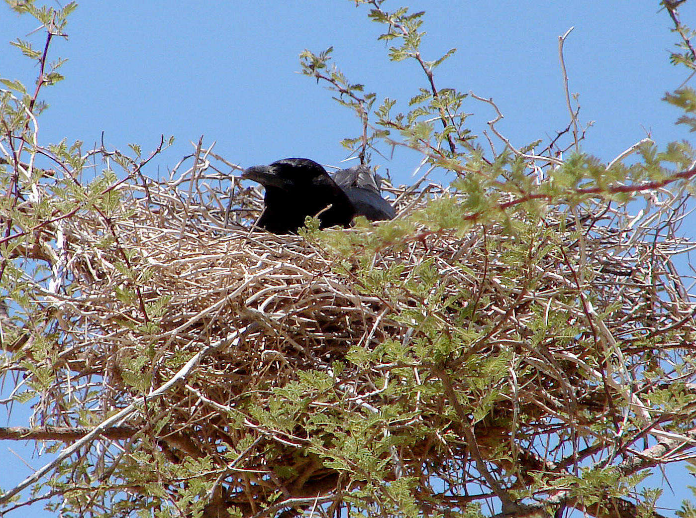 Image of Black Crow