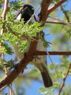 Tricholaema leucomelas centralis (Roberts 1932) resmi