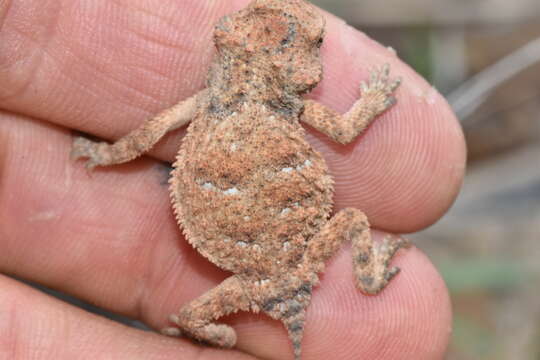 Image of Rock Horned Lizard