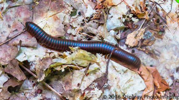 Image of American giant millipede