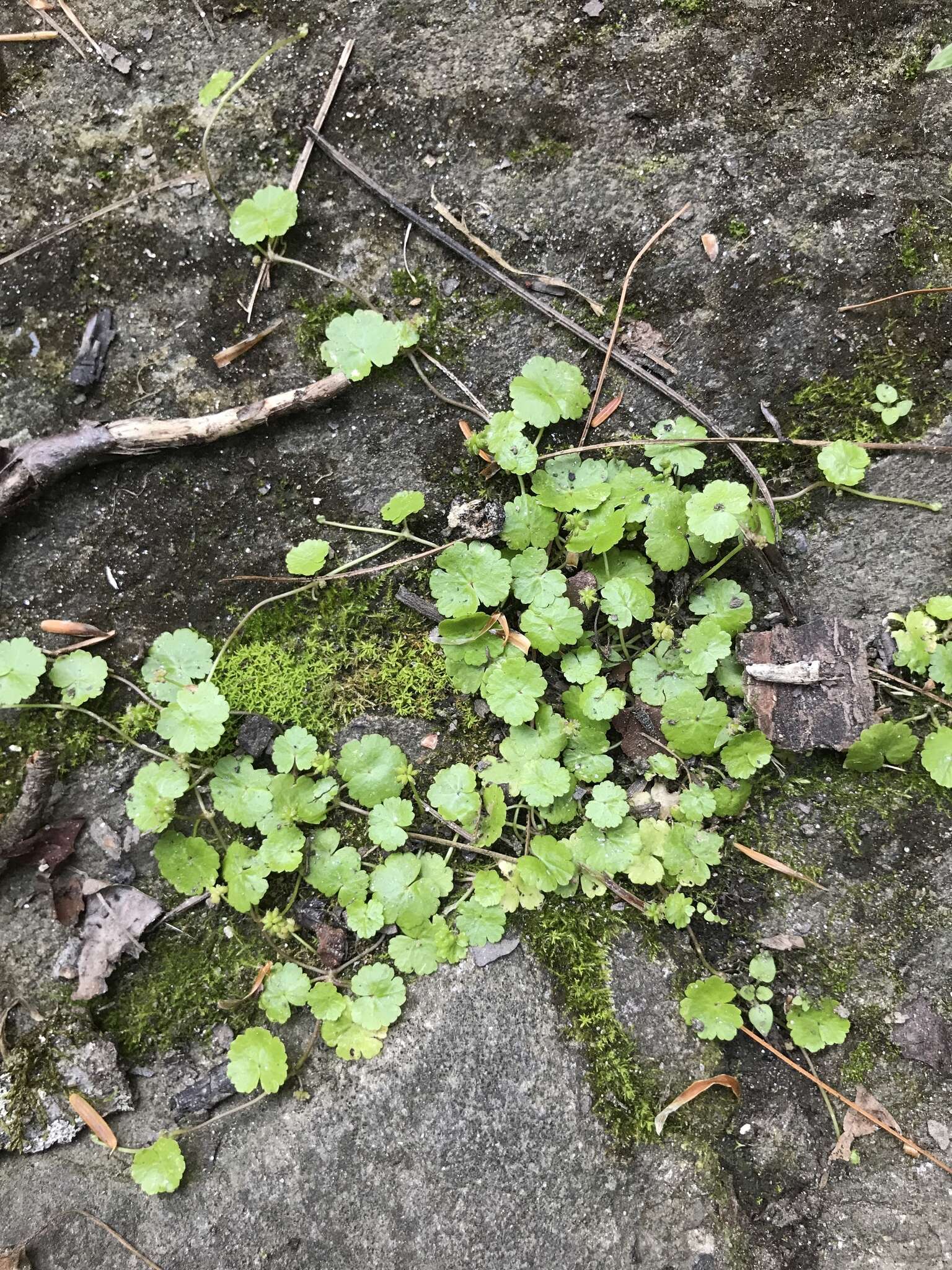 Imagem de Hydrocotyle sibthorpioides Lam.