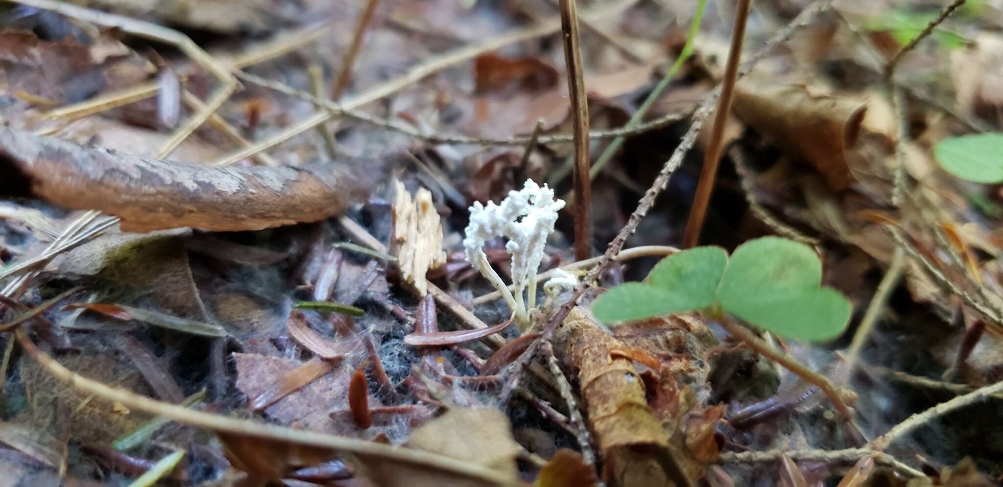 Image of <i>Cordyceps tenuipes</i>