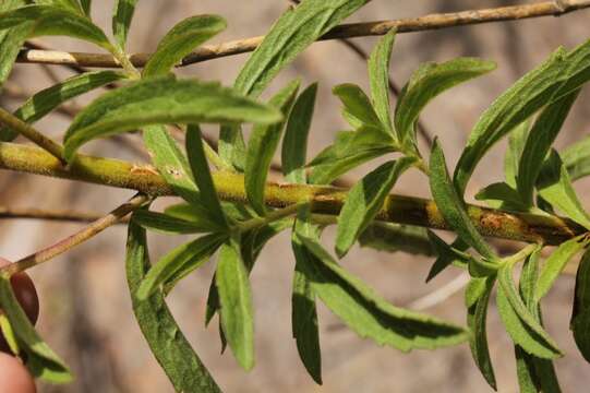 Image of sawtooth candyleaf