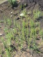 Image de Antirrhinum subcordatum A. Gray