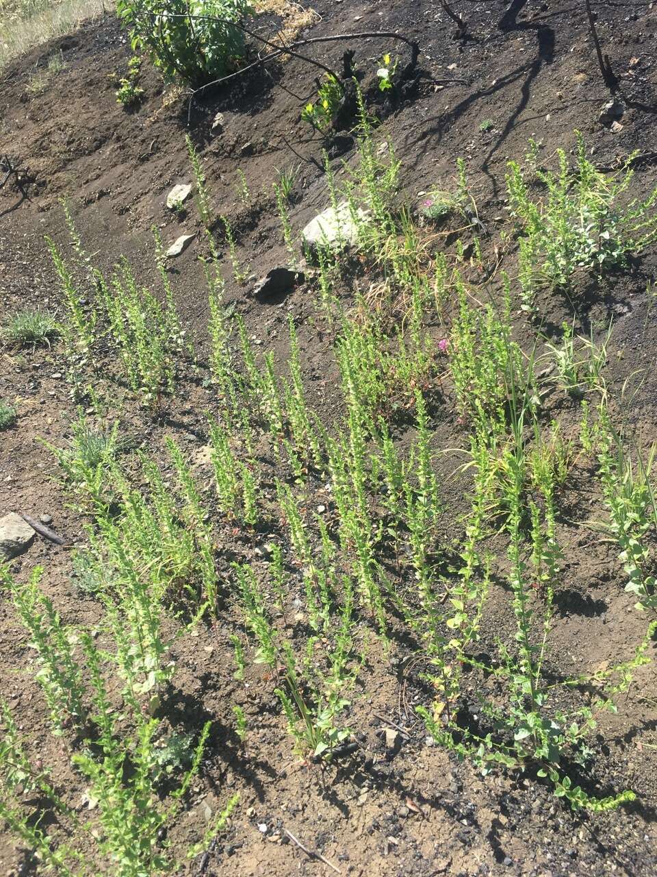 Image de Antirrhinum subcordatum A. Gray