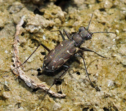 Image of Myriochila (Myriochila) melancholica (Fabricius 1798)