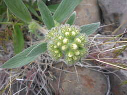 Image of Phacelia hastata subsp. hastata