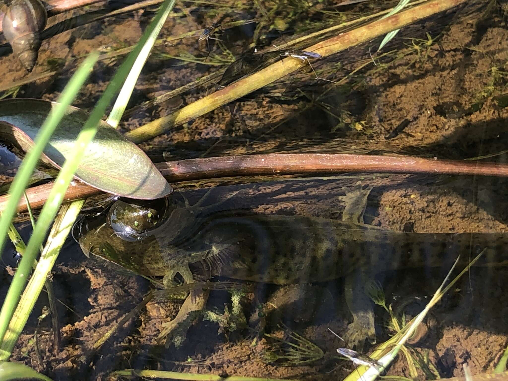 Image of Ambystoma mavortium melanostictum (Baird 1860)