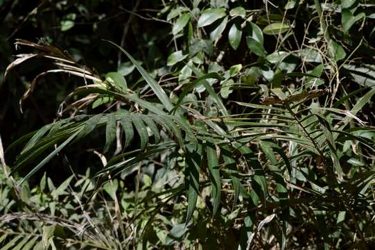 Image of Bactris setosa Mart.