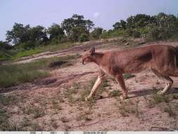 Image of Caracal caracal nubica (J. B. Fischer 1829)