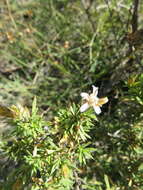 Image of Lophopappus foliosus Rusby