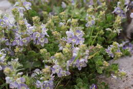 Image of Veronica cuneifolia D. Don