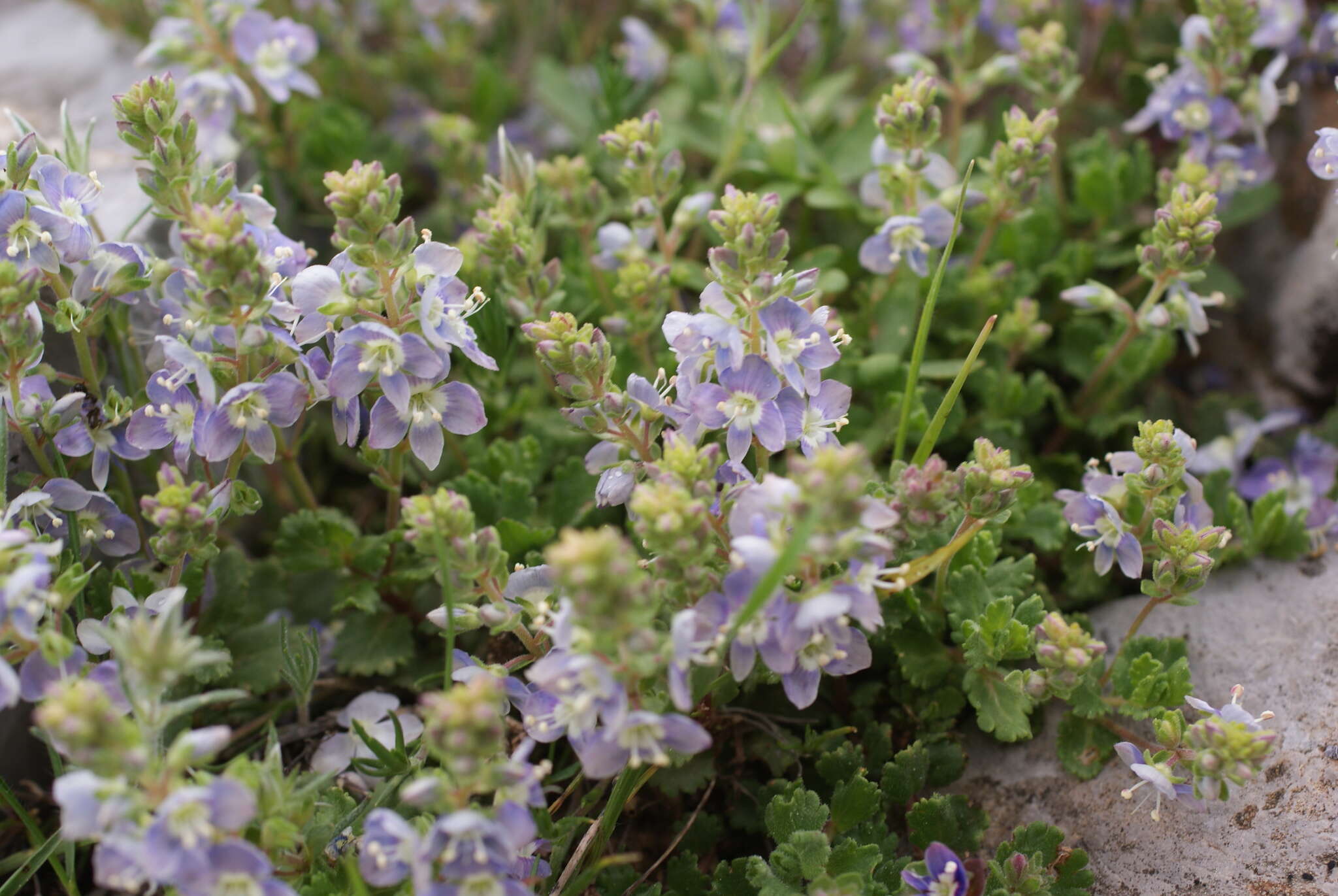 Image of Veronica cuneifolia D. Don