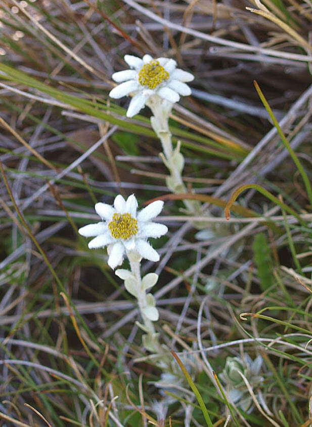 Image of Leucogenes leontopodium (Hook. fil.) Beauv.