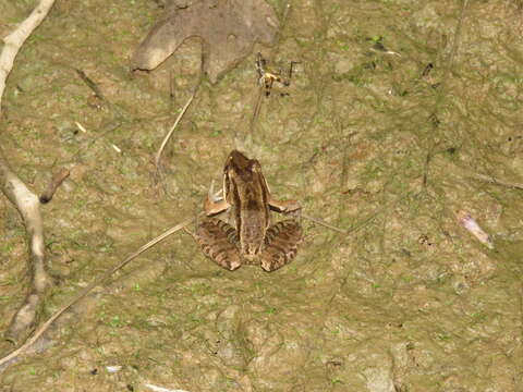 Image of Bolivian White-lipped Frog