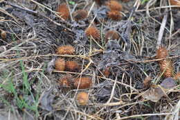 Image of Xanthium orientale subsp. riparium (Celak.) Greuter