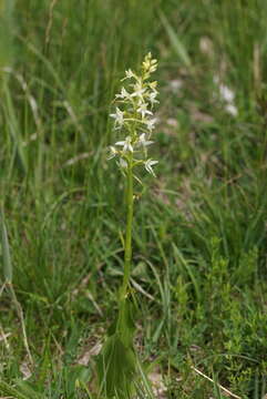 Image of lesser butterfly-orchid