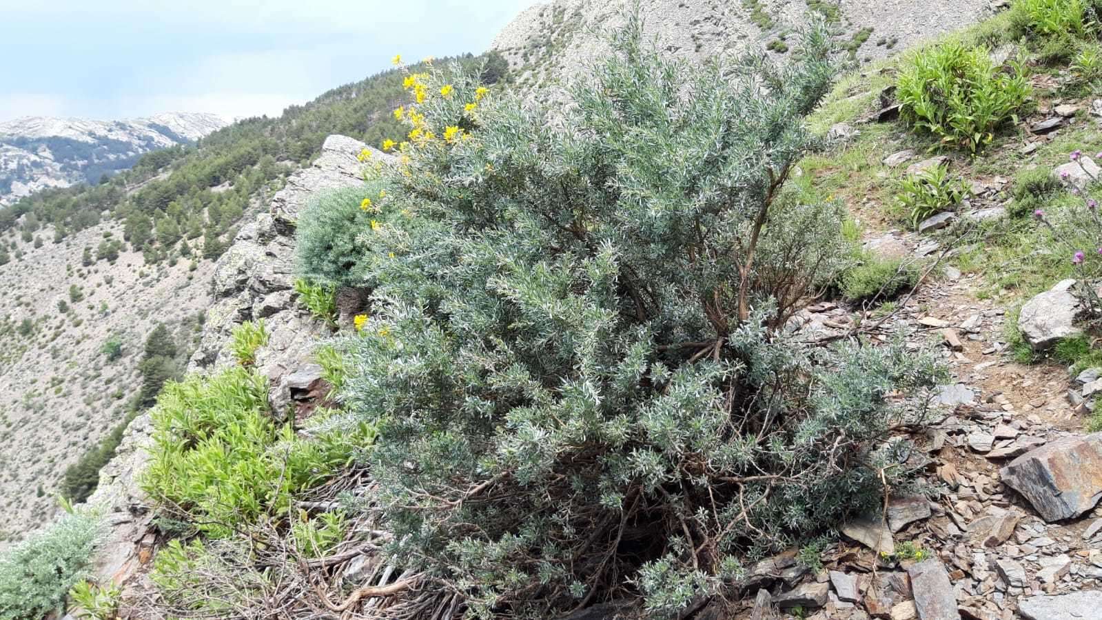 Image of Adenocarpus hispanicus subsp. argyrophyllus (Rivas Goday) Rivas Goday