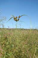 Image of Cyperus glomeratus L.