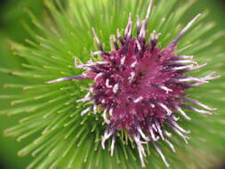 Image of greater burdock