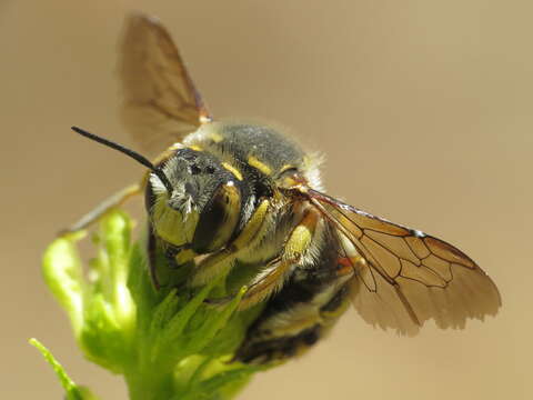 Image de Anthidium loti Perris 1852