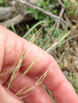 Image of Aristida diffusa Trin.