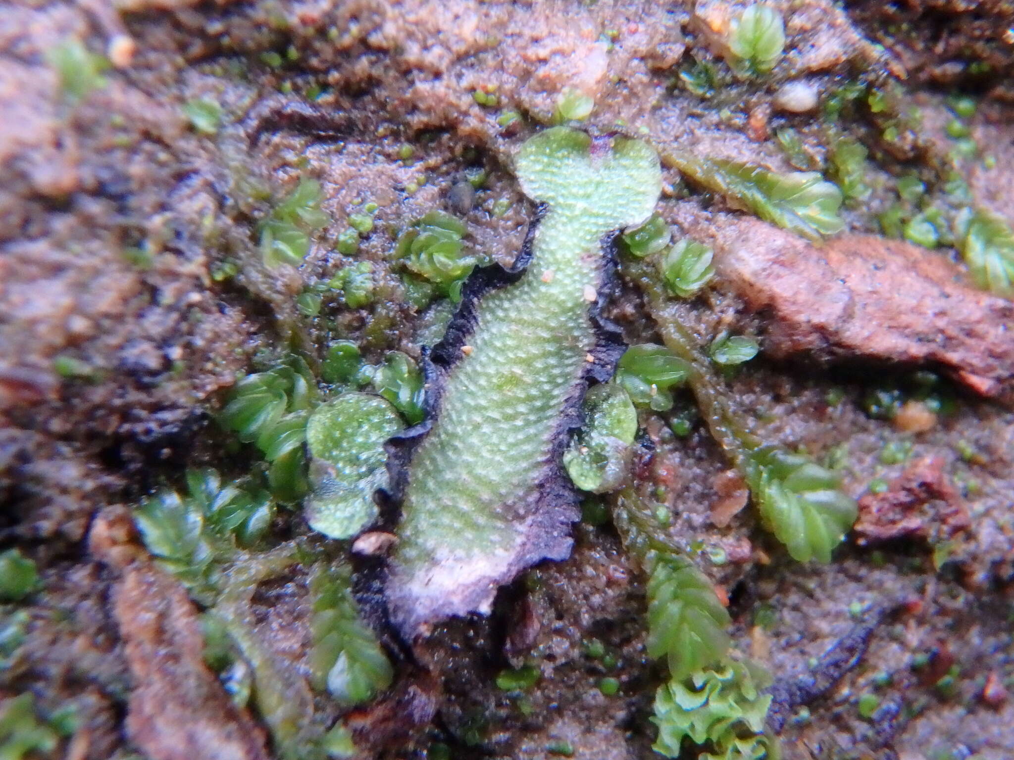 Image of Asterella drummondii (Taylor) R. M. Schust. ex D. G. Long