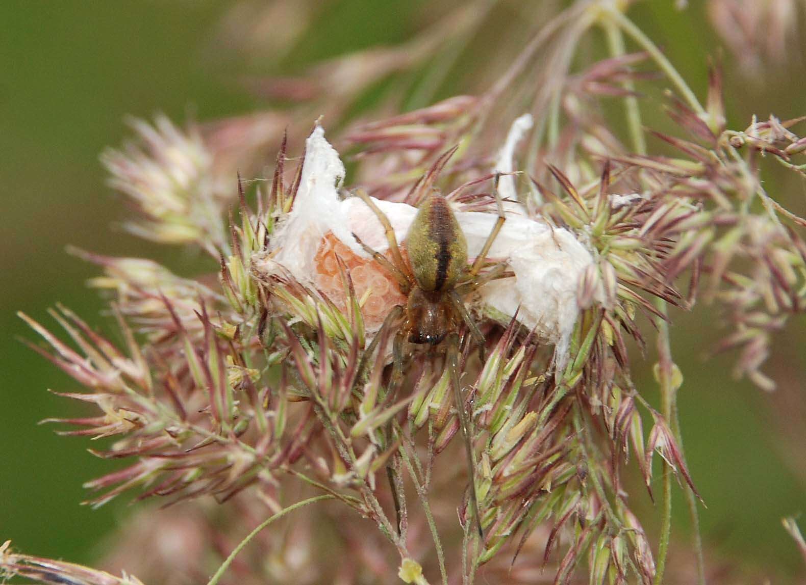 Слика од Cheiracanthium erraticum (Walckenaer 1802)