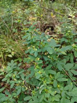 Image of violet lespedeza