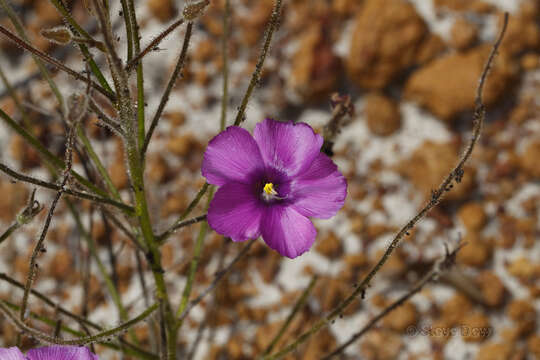 Image of Byblis lamellata Conran & Lowrie