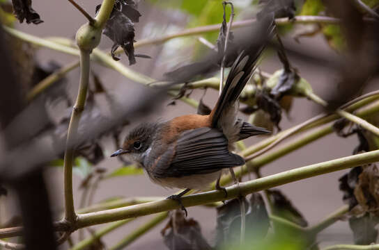 Слика од Rhipidura dryas Gould 1843