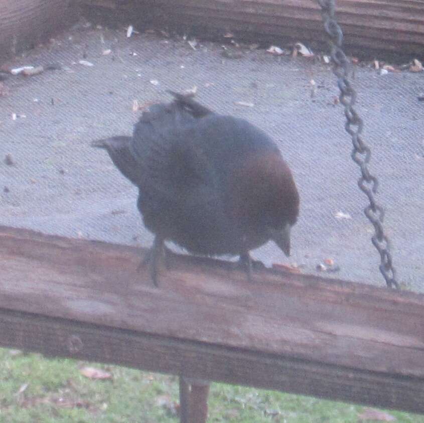 Image of Brown-headed Cowbird