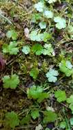 Hydrocotyle americana var. heteromeria (A. Rich.) Kirk resmi