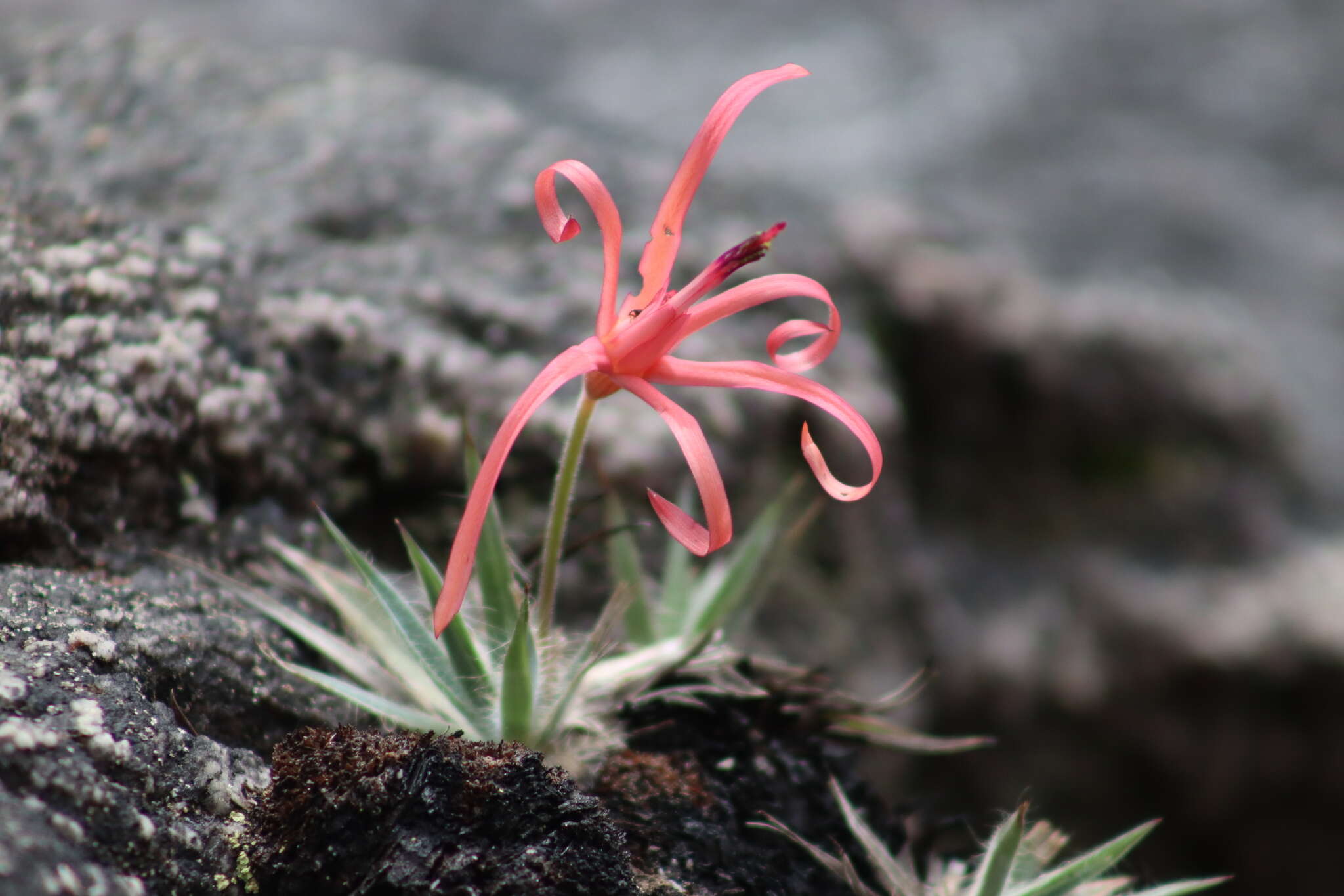 Image of Barbacenia pungens (N. L. Menezes & Semir) Mello-Silva