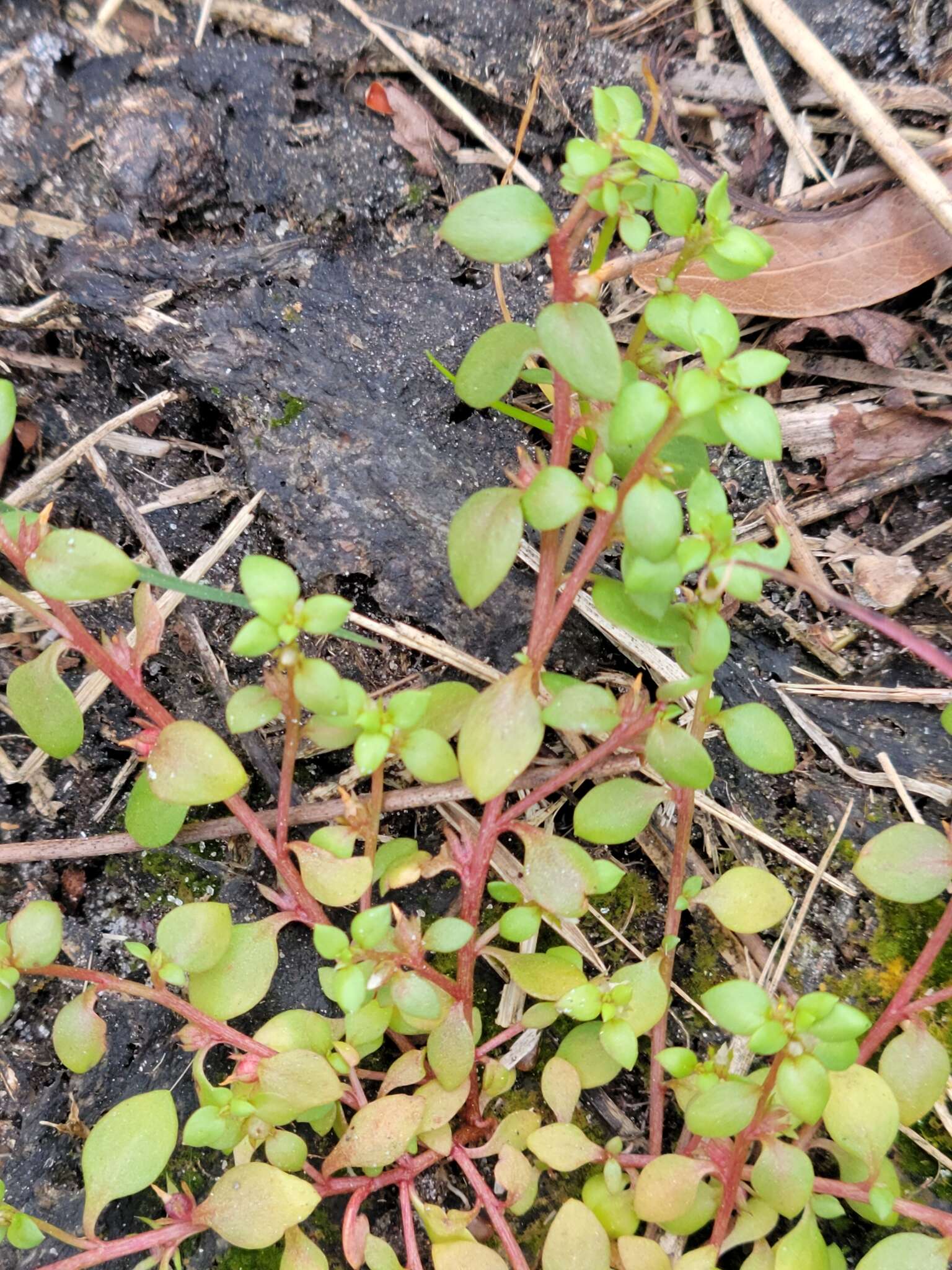 Image of Chaffweed