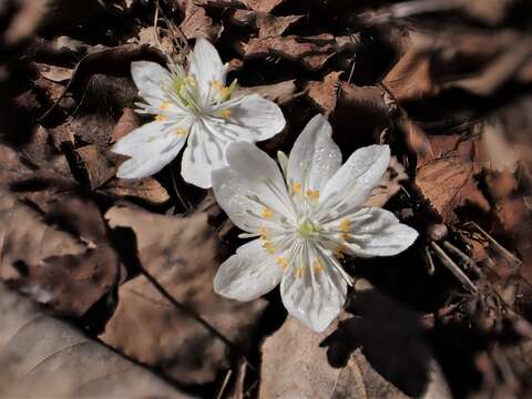 Image of Eranthis sibirica DC.